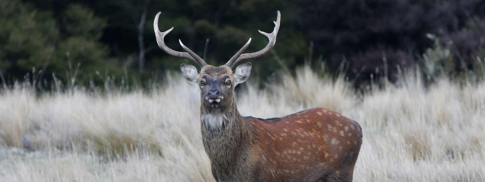 Jeremy's Guided Hunting Trips Hawke's Bay, NZ. 