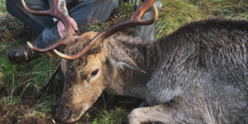 Free range fallow buck trophy hunt. 