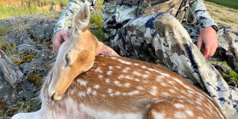 Half Day Fallow Deer Hunt. 
