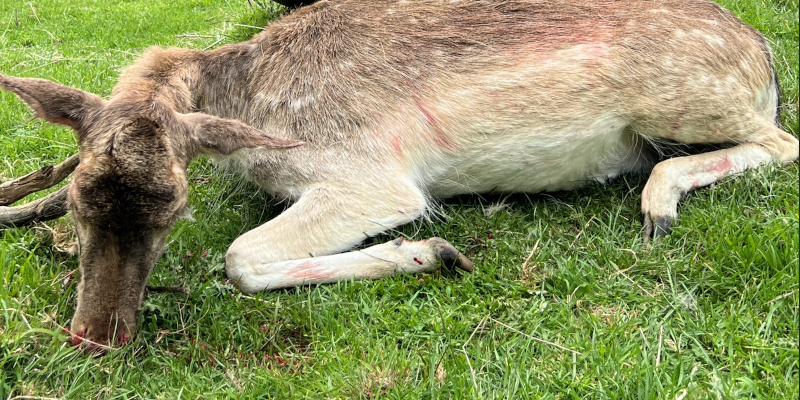 Overnight Fallow Deer Hunt. 