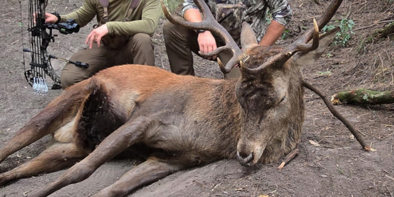 Trophy red stag hunt at 1nd property. 