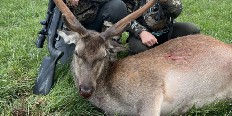 Overnight sika meat hunt. 