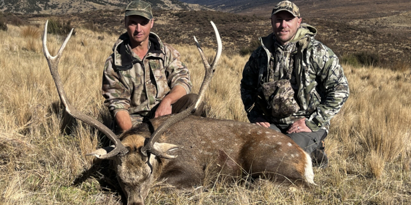 Trophy sika stag hunt. 