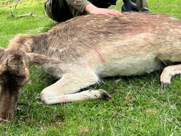 Overnight Fallow Deer Hunt. 