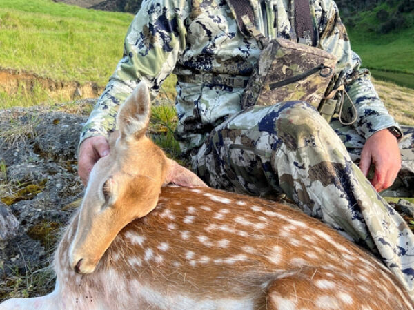 Half Day Fallow Deer Hunt. 