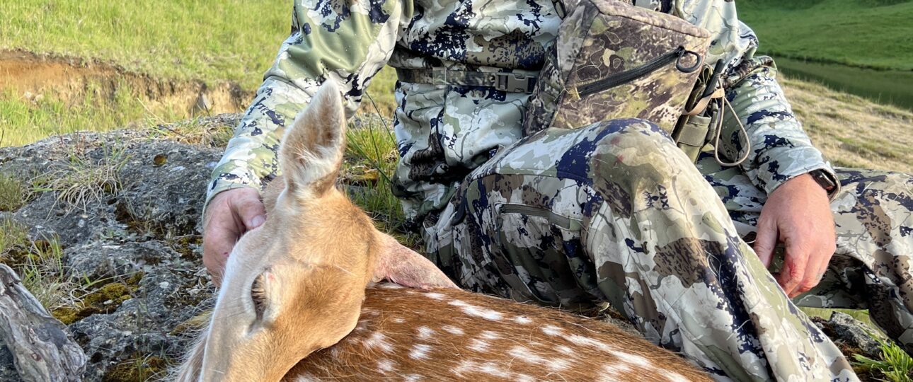 fallow deer hunt