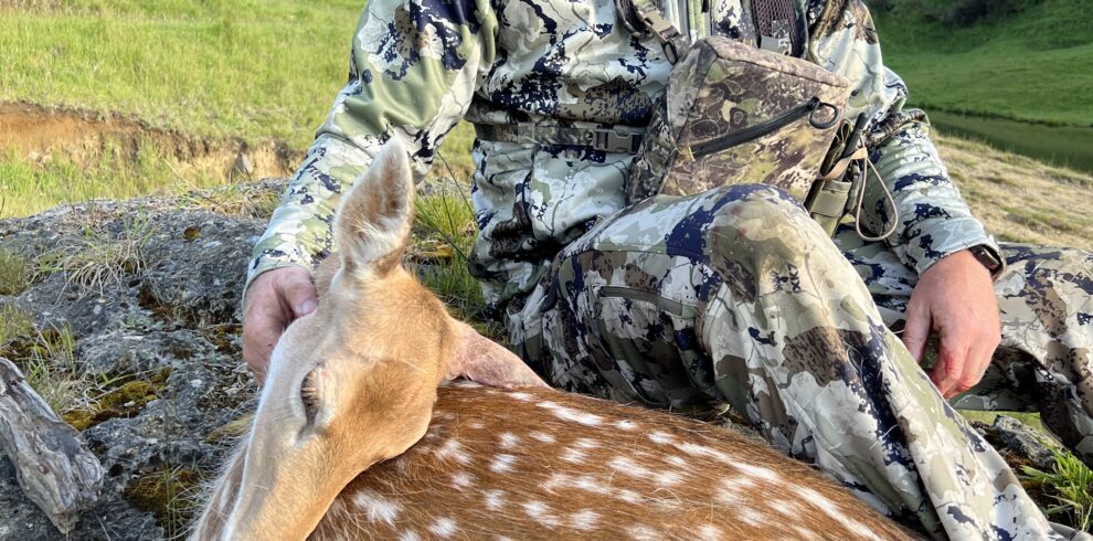 fallow deer hunt
