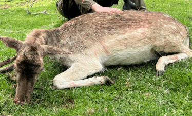 fallow deer hunt