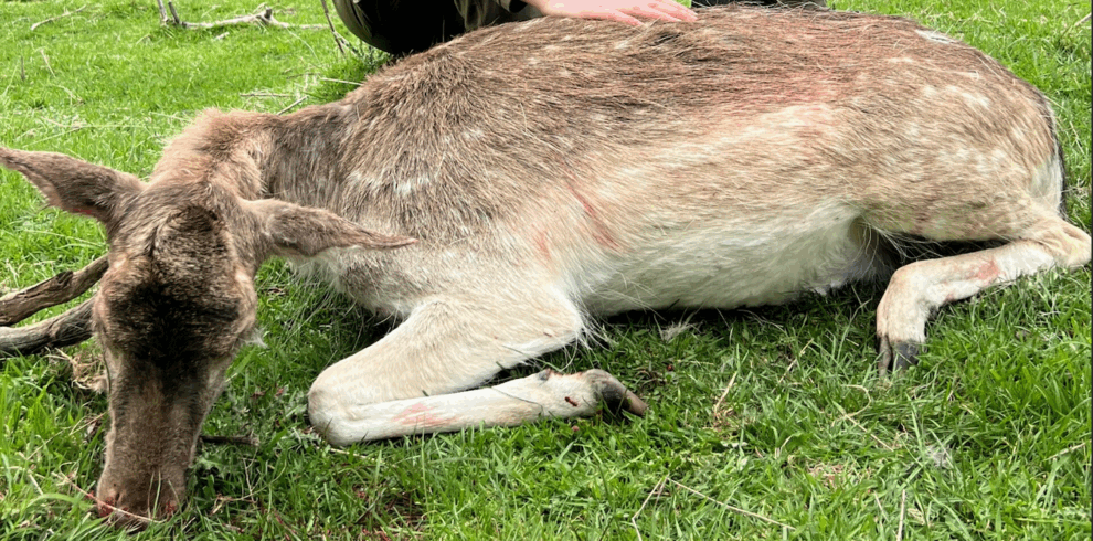 fallow deer hunt