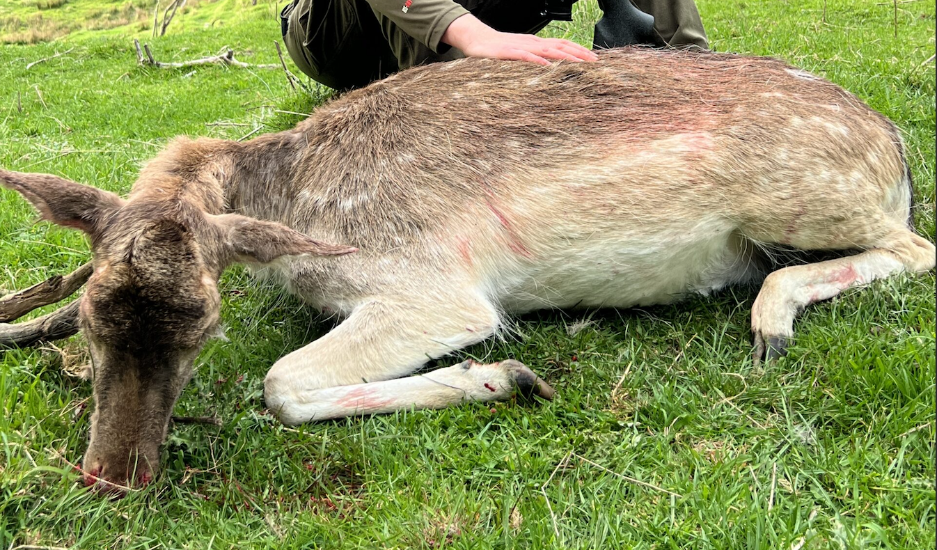fallow deer hunt