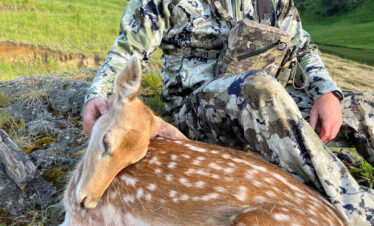 fallow deer hunt
