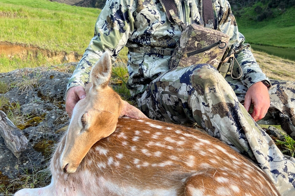 fallow deer hunt