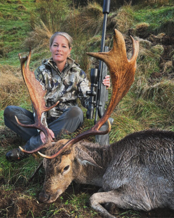 fallow deer buck